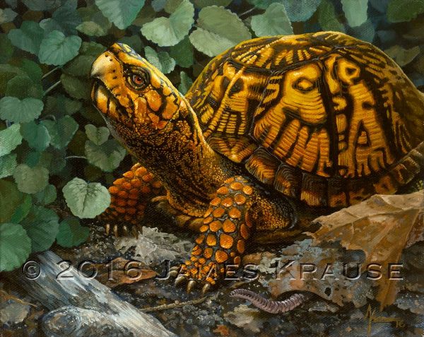 Eastern Box, 8" x 10" Canvas Giclee