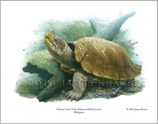 Siebenrockiella leytensis, 11" x 14" Limited Edition Print