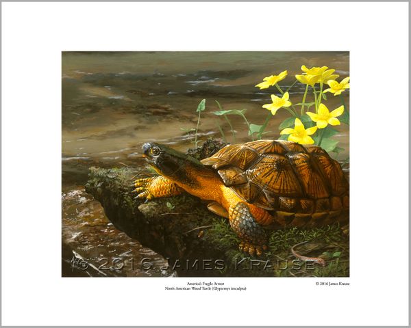 "America's Fragile Armor. North American Wood Turtle (Glyptemys insculpta)." 16" x 20" Limited Edition Print