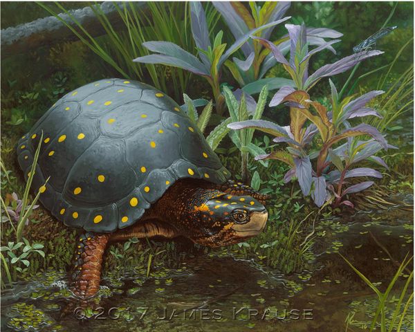 "America's Fragile Armor. Spotted Turtle (Clemmys guttata)." 11" x 14" Canvas Giclee