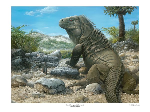 Ricord's Iguana, 18" x 24" Limited Edition Print