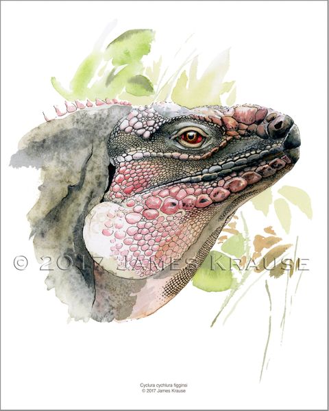 Cyclura cychlura figginsi. Watercolor, 8" x 10" Limited Edition Print