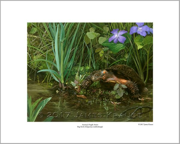 "America's Fragile Armor. Bog Turtle (Glyptemys muhlenbergii)." 16" x 20" Limited Edition Print