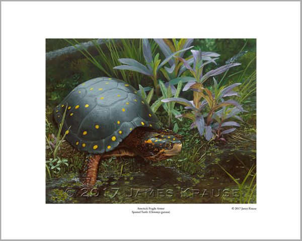 "America's Fragile Armor. Spotted Turtle (Clemmys guttata)." 16" x 20" Limited Edition Print