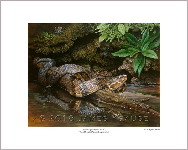"The Pit Vipers of Snake Road: 1. Water Moccasin" (Agkistrodon piscivorus)." 16" x 20" Limited Edition Print