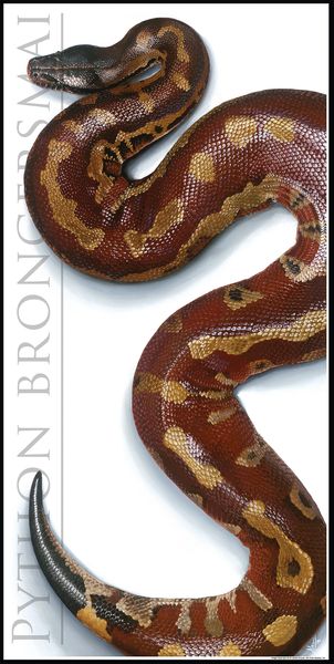 Blood Python Poster. 15" x 30" (Python brongersmai)