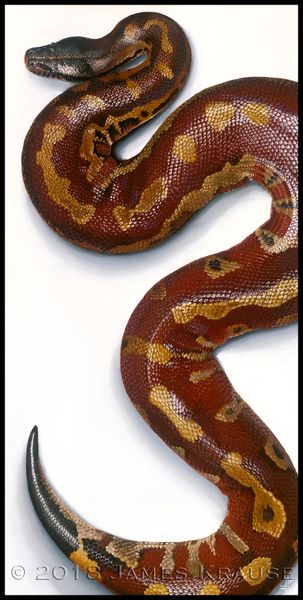 Blood Python Canvas Giclee. 18" x 36" (Python brongersmai) *Unstretched
