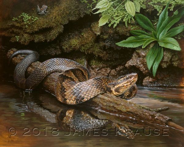 "The Pit Vipers of Snake Road: 1 Water Moccasin" (Agkistrodon piscivorus)." 11" x 14" Canvas Giclee