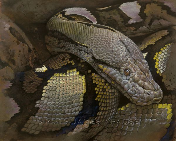 "Lying In Wait" Canvas Giclee of Reticulated Python 24" x 30"