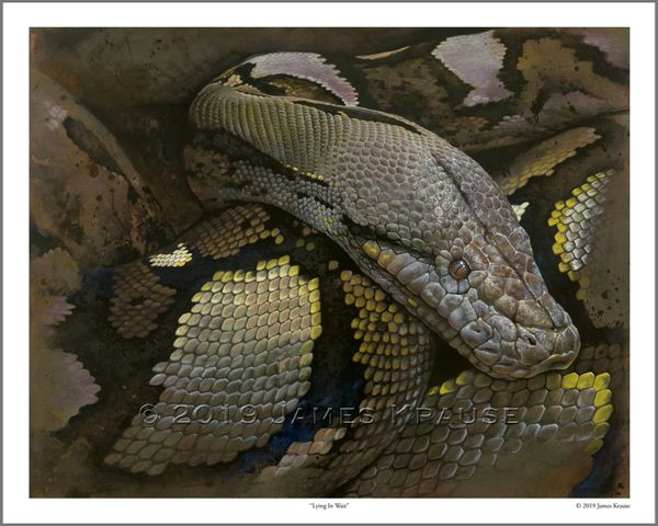 "Lying In Wait" Open Edition Print of Reticulated Python 16" x 20"