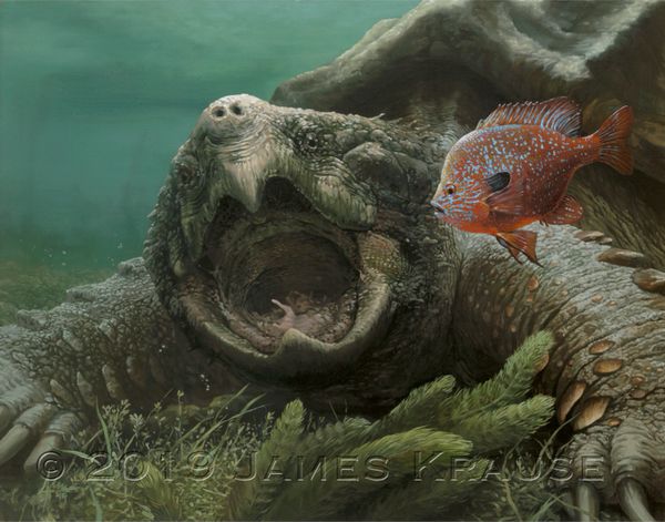 "America's Fragile Armor. Alligator Snapping Turtle (Macrochelys temminckii)." 11" x 14" Canvas Giclee