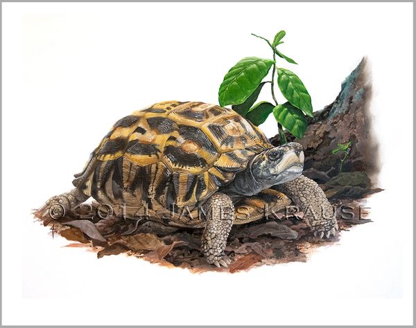 Pyxis planicauda, 18" x 24" Canvas Giclee