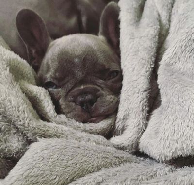 41 HQ Images French Bulldog Adoption Maryland - French Bulldog Puppies For Sale Silver Spring Md 274048