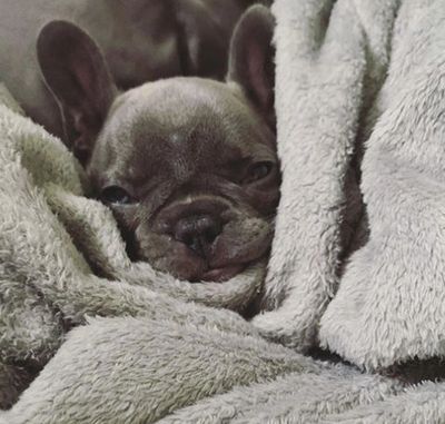 Bengals And Bullies French Bulldog Breeder French Bulldog Puppies