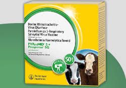 Pyramid 5 + Presponse SQ Vaccine, Modified Live Virus, 100mL , Boehringer Ingelheim 139938