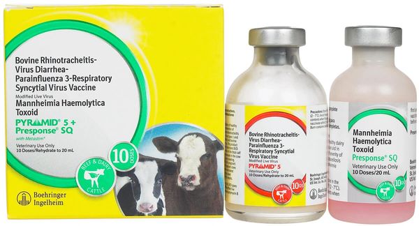 Pyramid 5 + Presponse SQ Vaccine, Modified Live Virus, 20mL , Boehringer Ingelheim 139937