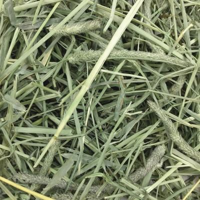 Western Timothy Hay 50 lb Bag , OXBOW 101-105-5000