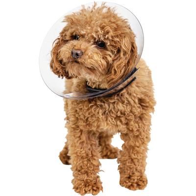 Rite Fit Elizabethan Collar 8 cm , PIVETAL 21294671