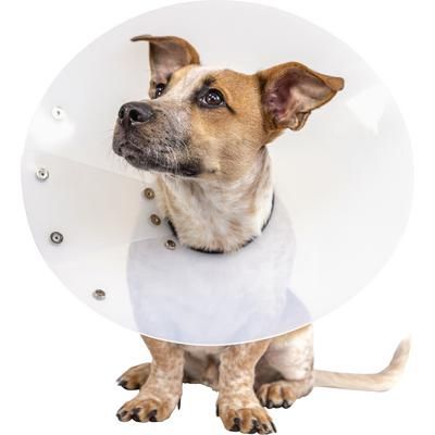 Snap Guard Elizabethan Collar 15 cm , PIVETAL 21294678