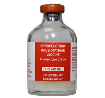 Ery Vac 100 Erysipelothrix Rhusiopathiae Vaccine, Avirulent Live Culture, 20mL , Arc Lab Ery Vac