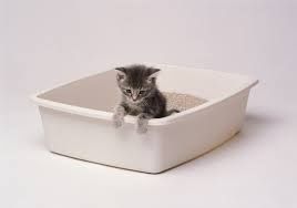 Disposable Cat Litter Tray, 1" x 8" x 10" , 500/Case , Scott Dee 3415