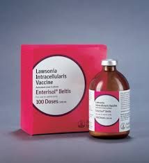 Enterisol Ileitis FF (Frozen) Lawsonia Intracellularis Vaccine, Avirulent Live Culture, 100 Dose, 100mL , Boehringer Ingelheim 137188