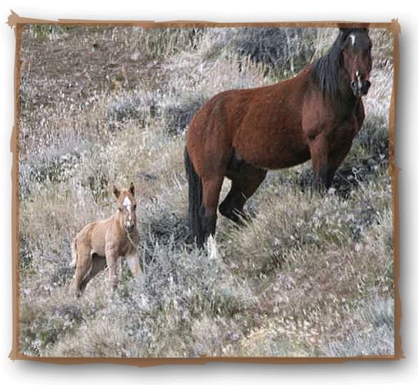 Steven Saylor / Evergreen Studio Evergreen Studio