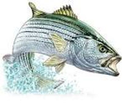 History of striped bass