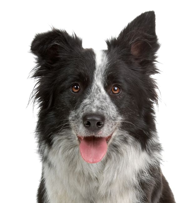 are border collies intelligent