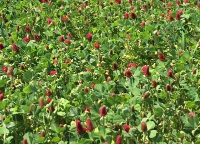 Our use of cover crops has helped us in weed control, without resorting to herbicides.