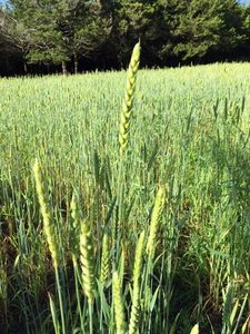 Rouge de Bordeaux wheat grows taller than most modern wheat, providing soil building biomass.