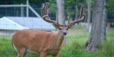 Maple Forest Whitetails BR2 breeder buck ground zero semen available for sale deer farm northern mic