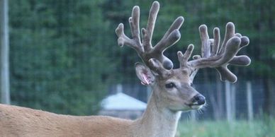 Maple Forest Whitetails BR2 breeder buck polar vortex northern michigan deer farm