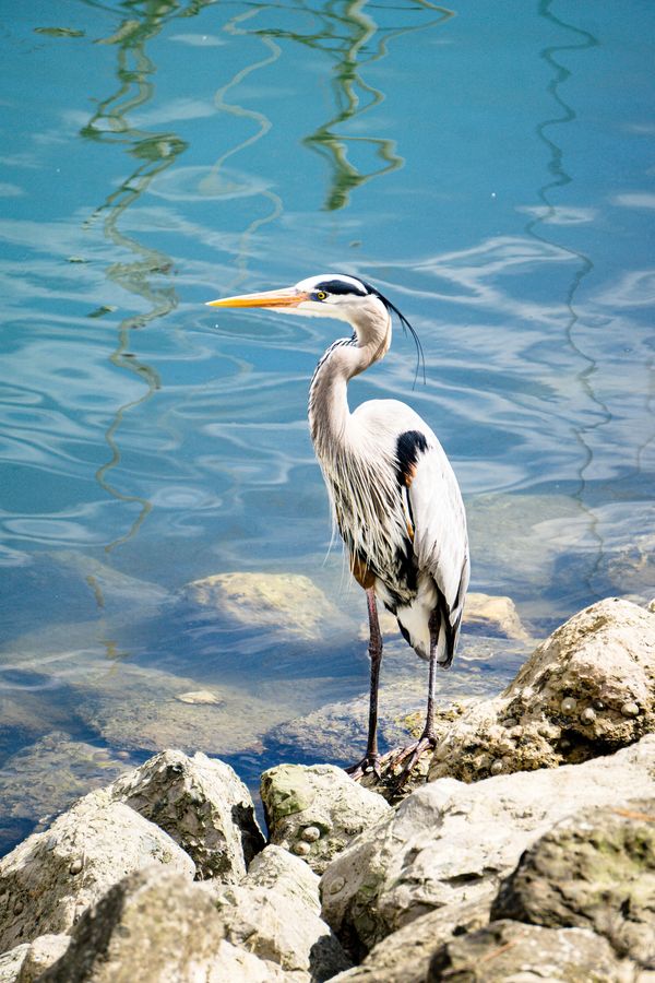 Bird Photography by Tracy L Marie Photography, nature photography, Bird Photo