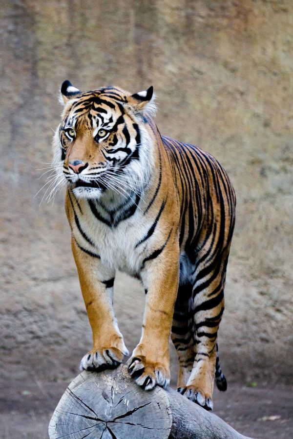 Zoo Photography by Tracy L Marie Photography, nature Photography