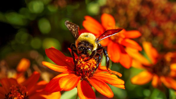 Nature Photography, Photo of a Bee