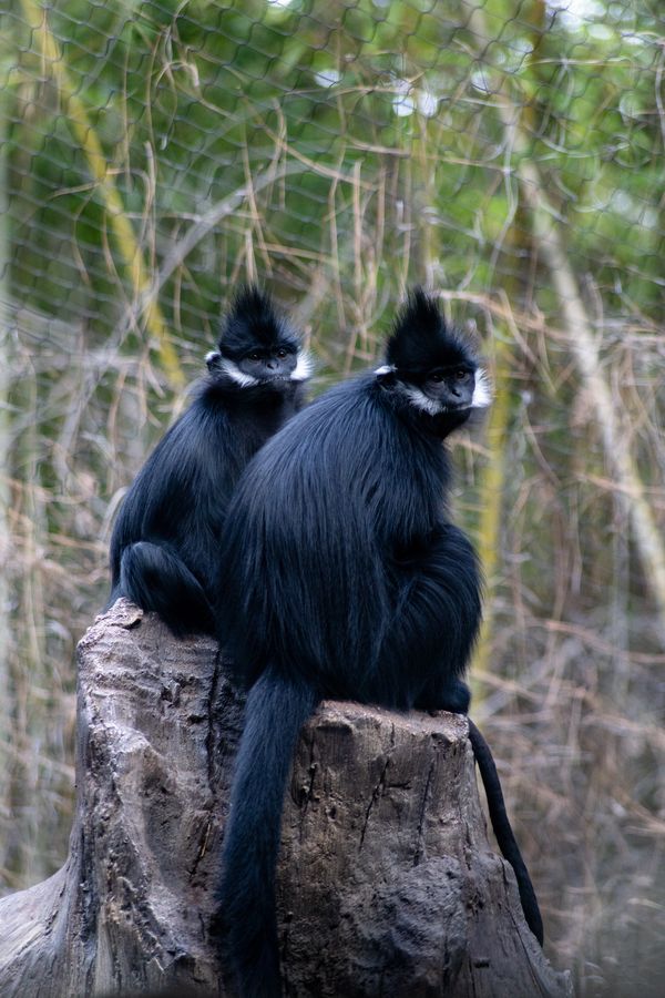 Zoo Photography by Tracy L Marie Photography, nature Photography