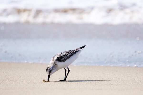 Bird Photography by Tracy L Marie Photography, nature photography, Bird Photo