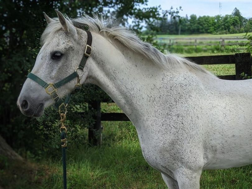 A white horse with a speckled coat wearing a green halter in a grassy area.
