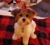 Another of our Yorkie pups that lives with her family in Jacksonville,  NC.