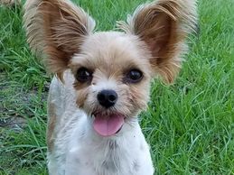 This  Mrs Monica's adorable fluffy baby Yorkie that she got from us.