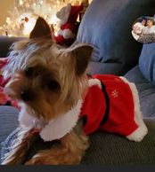 Here is a lovely Yorkie girl that belongs to her family in Jacksonville  NC. CoastalCarolinaPups.com