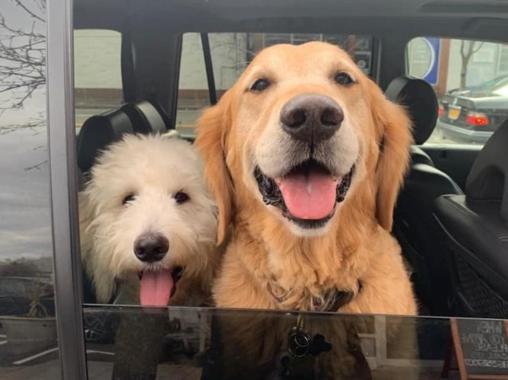 two puppies dogs tongues out riding in car window