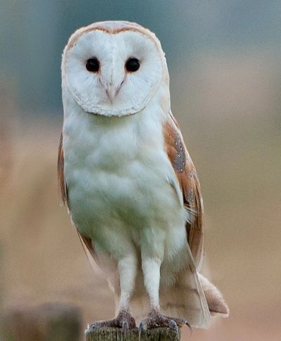 Aurelian life barn owl