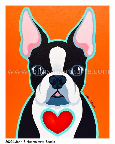 Boston Terrier