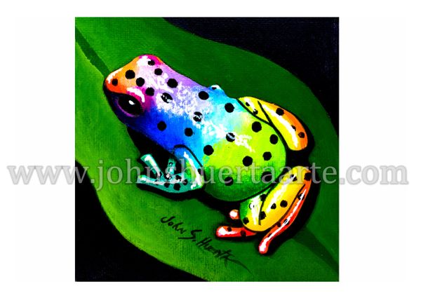 Rainbow Tree Frog