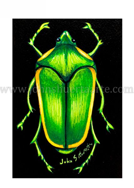 Fig eater Beetle art greeting card