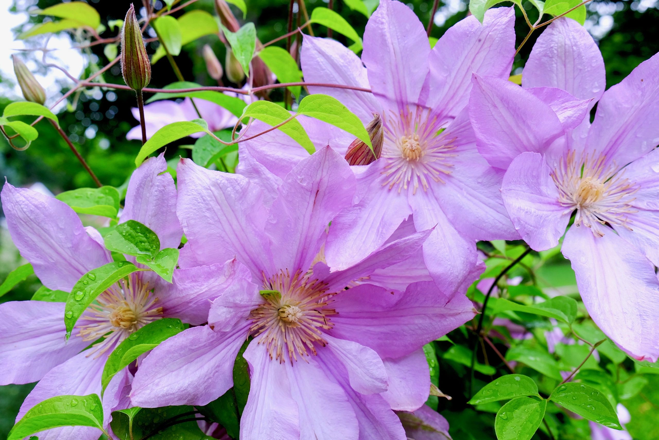 Clematis