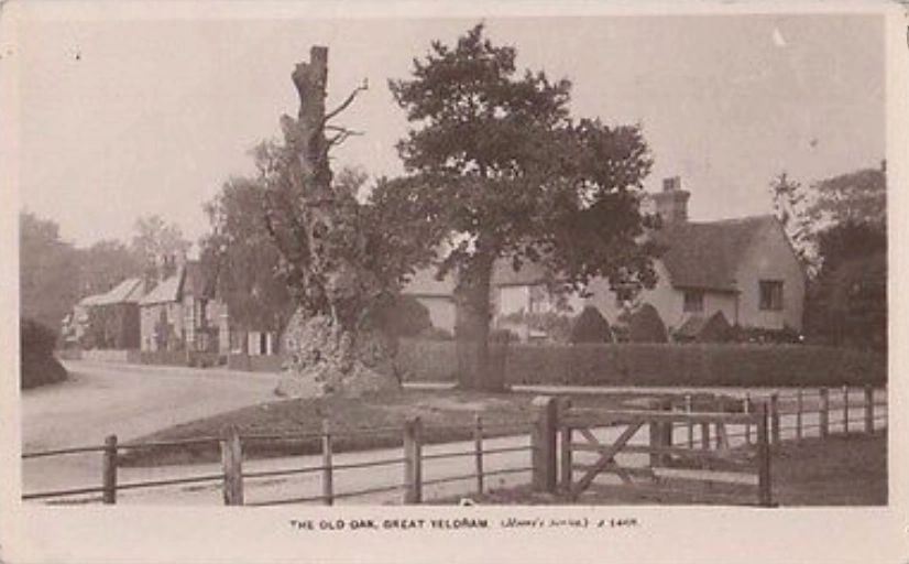 Church Road, the old and new Oak trees and Oak House photographed from Stonebridge Meadow. This view from a postcard posted in 1912 shows the old oak on the left and the new oak on the right both similar heights. The new oak was planted in 1863 by Mrs. Caroline Way of Spencers Grange to commemorate the marriage of the Prince of Wales and Princess Alexandra of Denmark - later King Edward VII and Queen Alexandra.