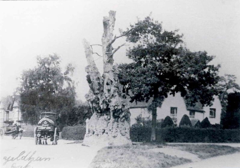 The horse drawn cart of 'Rocklight Safe Lamp Oil' passing the old oak in quiet bygone days on the road where heavy juggernauts now speed along Oak House (previously Old Oak Farm) in the background was built about 1500 on a rectangular plan. Early in the seventeenth century a wing was added at the north end of the west side which are now 1 and 2 Oak House Cottages and contains fragmentary remains of a Kingpost truss. The two gables of the east side of Oak House are shown above and inside there is a sixteenth century moulded ceiling-beam and some early seventeenth century panelling. On the oak tree can be seen some iron bands and rods to brace the branches together. The making and fixing of these iron bands and rods was the first job given to Horace Cooper by his employer John Ives, the village blacksmith. Horace Cooper later owned the blacksmiths shop in succession to John Ives. For many years Horace Cooper was captain of the tower for bell ringing at St. Andrews Church.